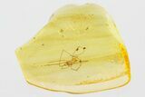 Detailed Fossil Daddy Long-Leg in Baltic Amber #307782-1